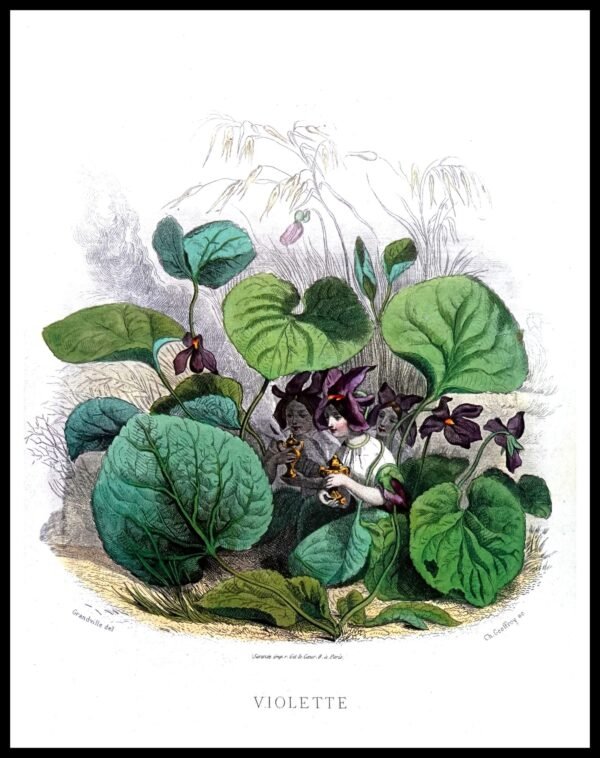 ALP F11219 Animees (small) (Antique Prints)